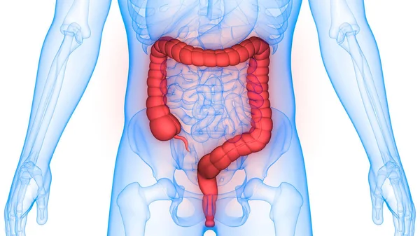 Illustration Human Skeleton Large Intestine — Stock Photo, Image