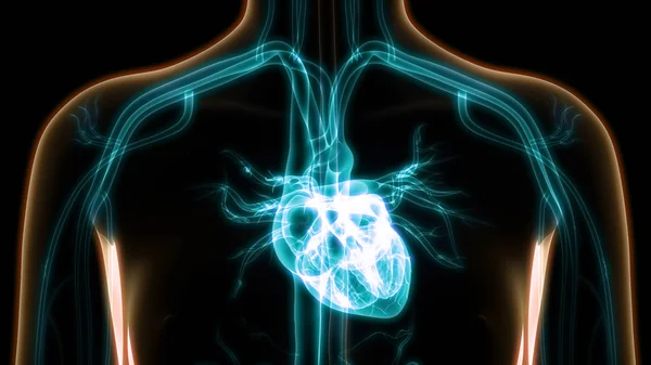 Mänskliga Kroppens Organ Hjärta Anatomi — Stockfoto