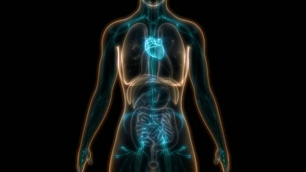 Human Body Organs (Heart Anatomy)