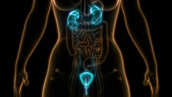人間の体の臓器 膀胱と腎臓 — ストック写真
