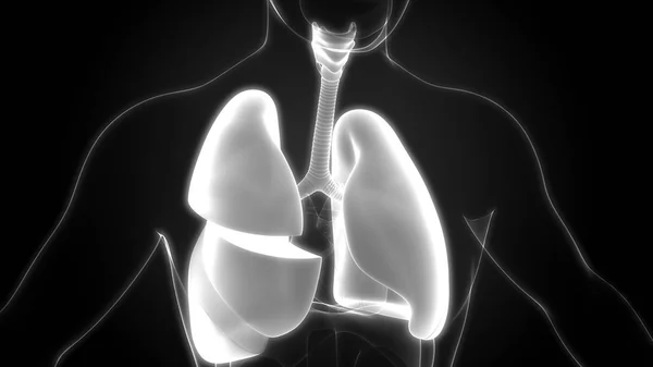 Illustration Anatomie Pulmonaire Système Respiratoire Humain — Photo