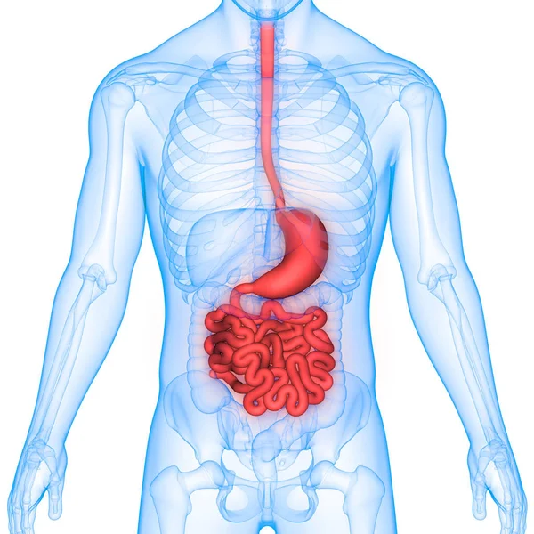 Menselijke Spijsverteringsstelsel Anatomie Maag Met Dunne Darm — Stockfoto