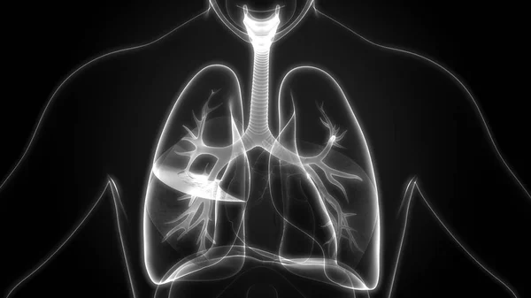 Иллюстрация Анатомии Легких Дыхательной Системы Человека — стоковое фото