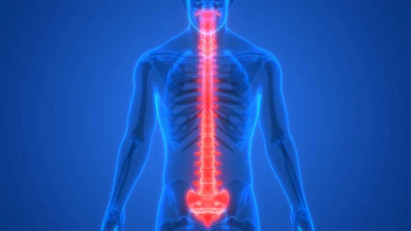 Ilustración Los Órganos Del Cuerpo Humano Columna Vertebral — Foto de Stock