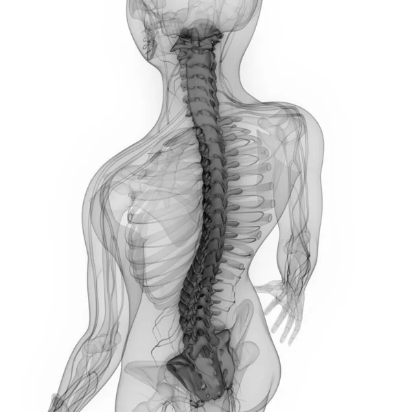 Illustrazione Organi Del Corpo Umano Colonna Vertebrale — Foto Stock