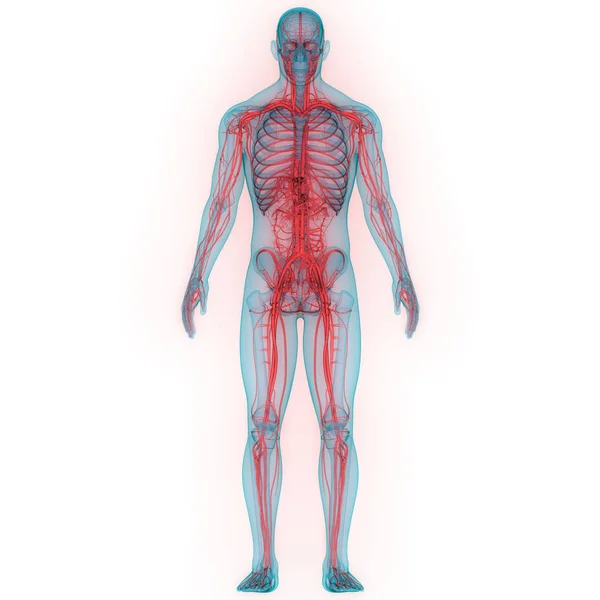 Ilustrasi Anatomi Sistem Tengkorak Manusia — Stok Foto