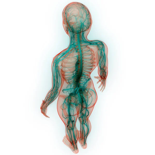 Illustration Menschlicher Körperorgane Wirbelsäule — Stockfoto