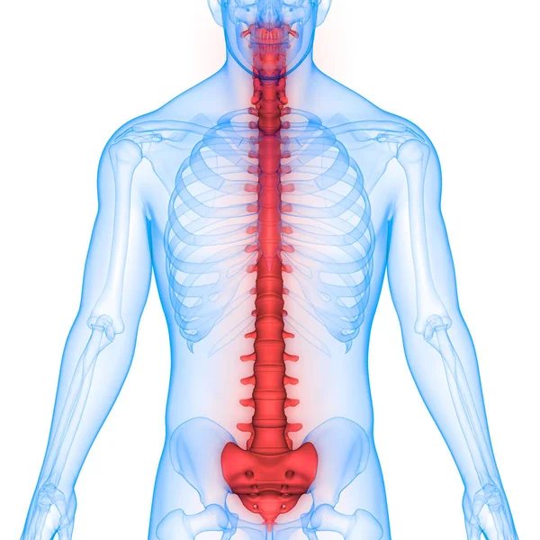 척추의 — 스톡 사진