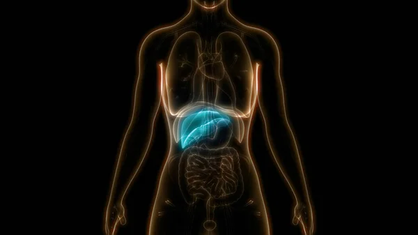 Nsan Vücudu Organların Anatomisi Karaciğer — Stok fotoğraf