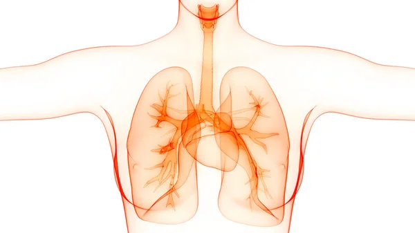 Ilustración Del Sistema Respiratorio Humano Anatomía Pulmonar —  Fotos de Stock