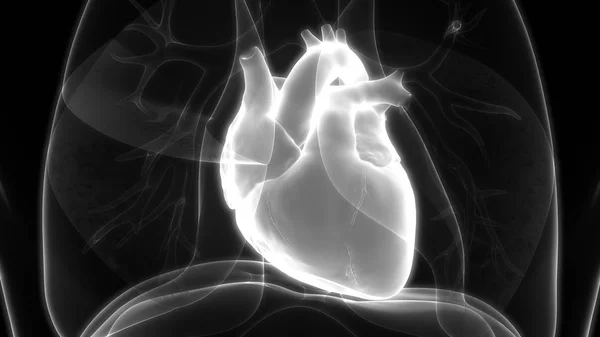 Nsan Vücudu Organlara Kalp Anatomisi — Stok fotoğraf