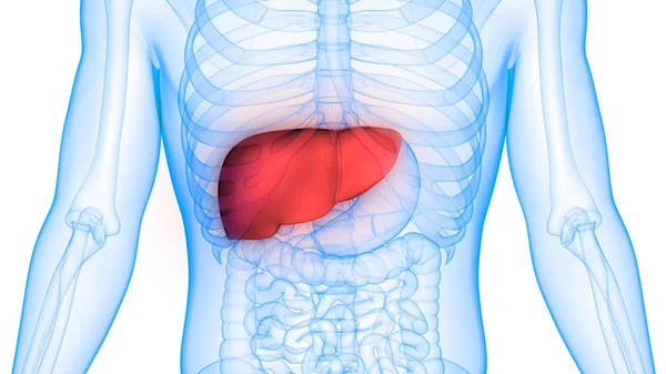 Nsan Vücudu Organların Anatomisi Karaciğer — Stok fotoğraf