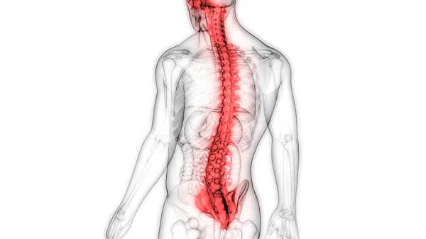 Illustration Människokroppens Organ Ryggrad — Stockfoto