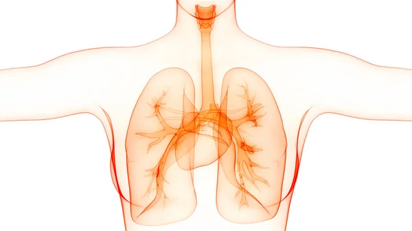 Ilustração Sistema Respiratório Humano Anatomia Pulmonar — Fotografia de Stock