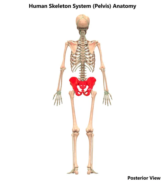 Ilustración Anatomía Del Sistema Esquelético Humano Faja Pélvica —  Fotos de Stock