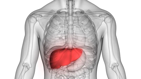 Lidské Tělo Anatomie Orgánů Játra — Stock fotografie