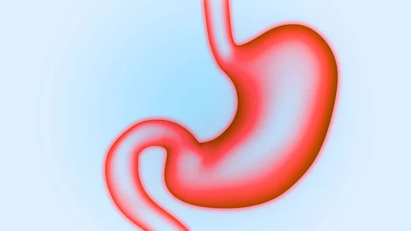 Human Digestive System Stomach Anatomy — Stock Photo, Image