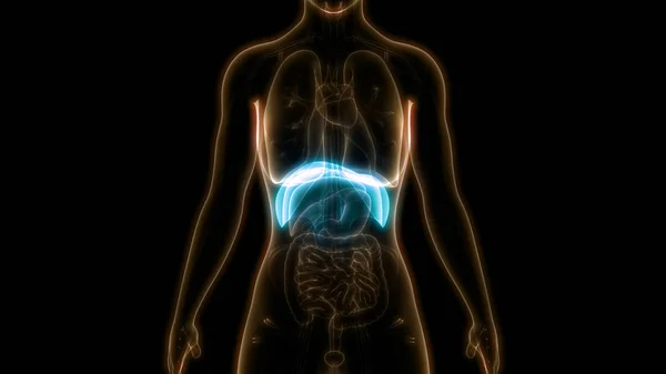 Ilustrație Organelor Corpului Uman — Fotografie, imagine de stoc
