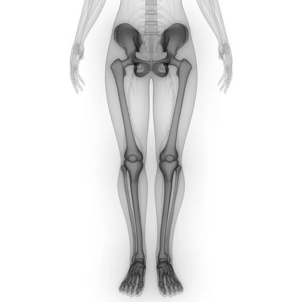 Ilustracja Ludzkiego Szkieletu Systemu Anatomii Kończyn Dolnych — Zdjęcie stockowe
