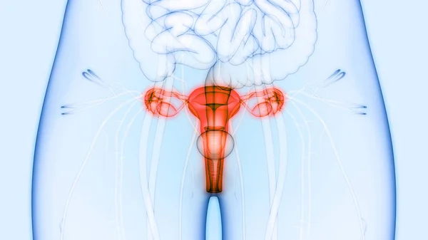 Female Reproductive System Anatomy — Stock Image Female Reproductive System Anatomy Stock Photo