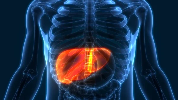 Anatomie Der Menschlichen Organe Leber lizenzfreie Stockbilder