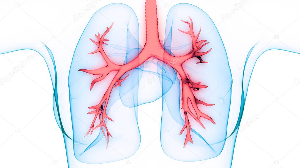 3D illustration of Human Respiratory System, Lungs Anatomy
