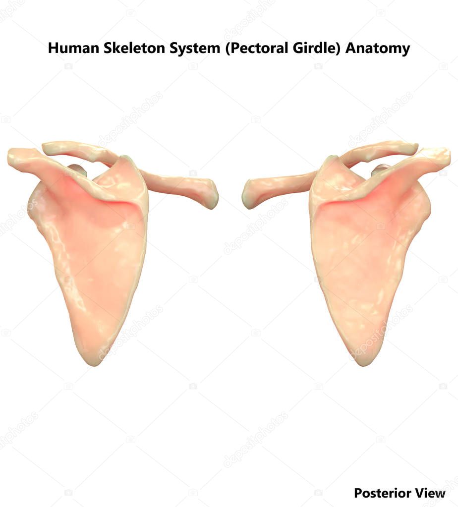 3D Illustration of Human Skeleton System (Pectoral Girdle) Anatomy