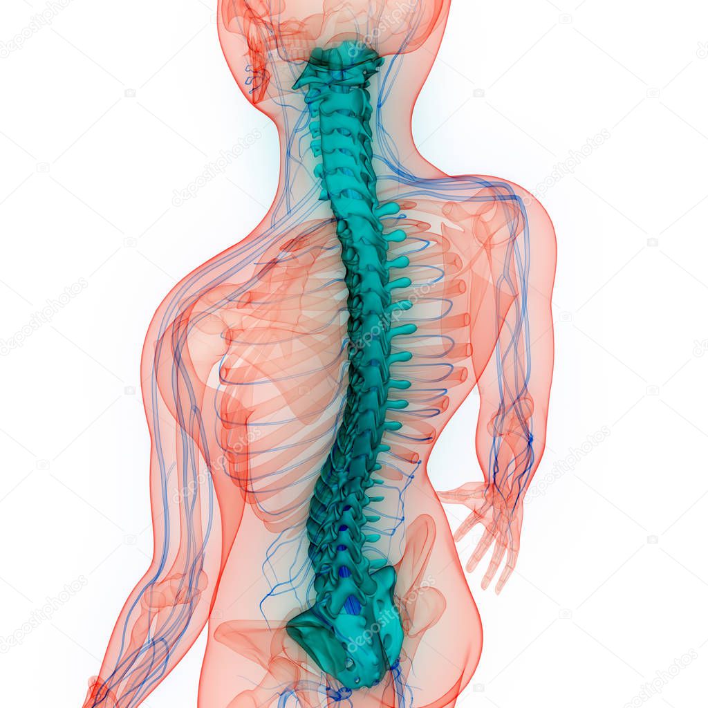 3D Illustration of Human Body Organs, Spine 