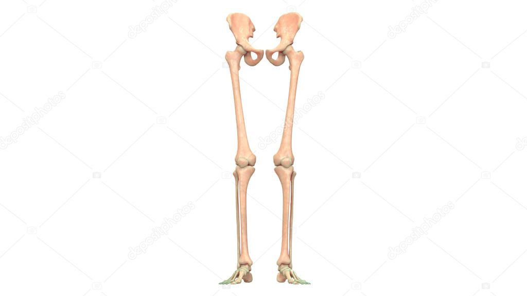 3D Illustration of Human Skeleton System Anatomy (lower limbs)