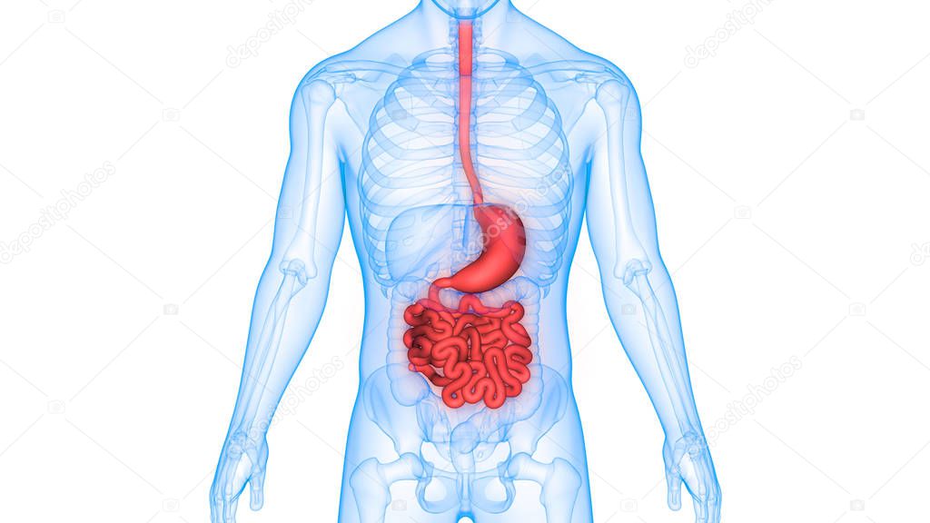 Human Digestive system Anatomy (Stomach with Small Intestine)