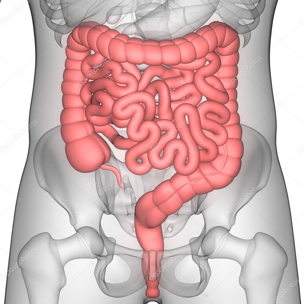 3D Illustration of Human Skeleton with Large and Small Intestine