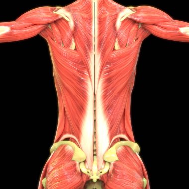 human muscles 3d digital illustration  clipart
