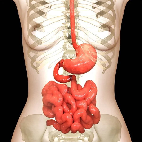 3D人体消化器系のイラスト 大腸解剖学 — ストック写真