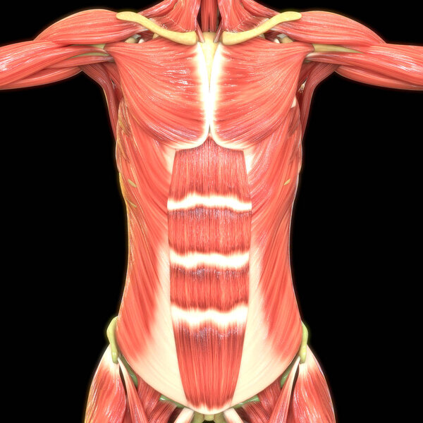 цифровая иллюстрация мышц человека
 