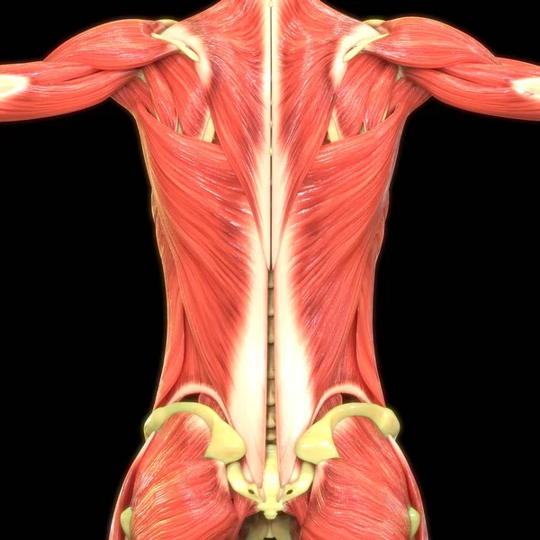 Músculos Humanos Ilustração Digital — Fotografia de Stock