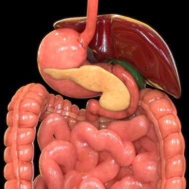 3D Illustration of Human Digestive System Large Intestine Anatomy clipart