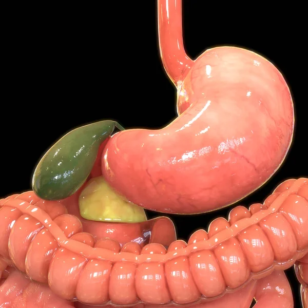 Illustrazione Dell Anatomia Dell Intestino Grande Dell Apparato Digerente Umano — Foto Stock