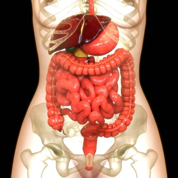 3D人体消化器系のイラスト 大腸解剖学 — ストック写真