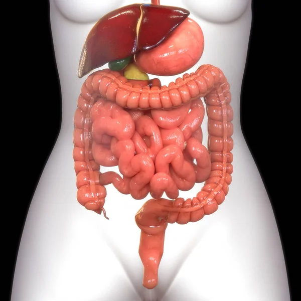 Иллюстрация Пищеварительной Системы Человека Анатомия Толстого Кишечника — стоковое фото