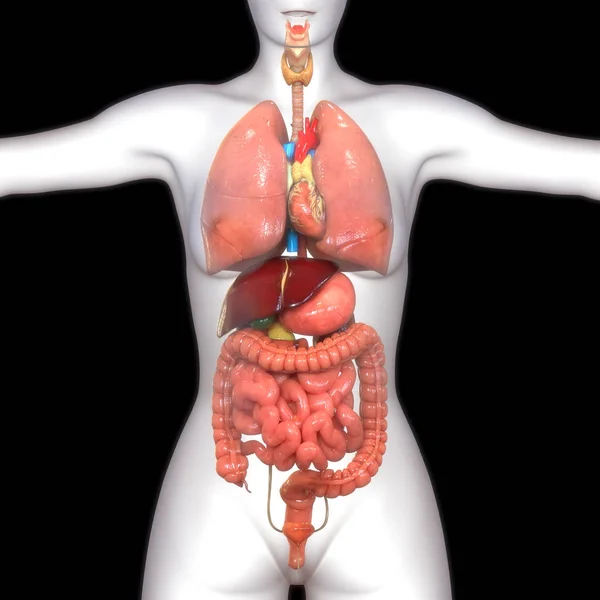 Ilustración Anatomía Del Intestino Grueso Del Sistema Digestivo Humano —  Fotos de Stock