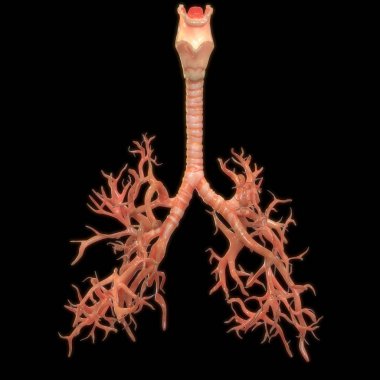 siyah arka plan üzerinde insan akciğerleri dijital illüstrasyon