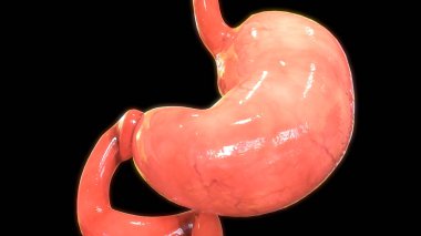 İnsan Sindirim Sistemi Mide Anatomisi 3d İllüstrasyon