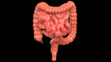 İnsan Sindirim Sistemi Büyük ve İnce Bağırsak Anatomisinin 3B Görünümü
