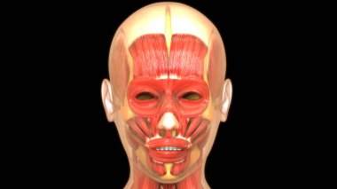 human face muscles digital illustration clipart