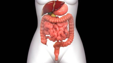 İnsan sindirim sistemi anatomisi 3D çizimi