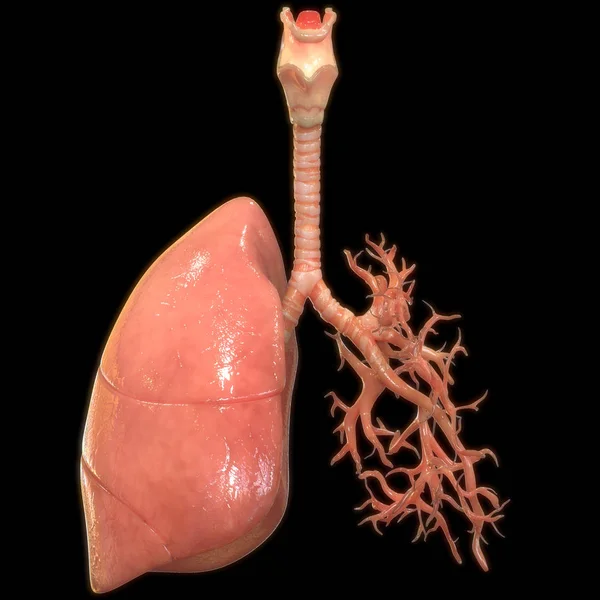 黑色背景上的人类肺数字插图 — 图库照片