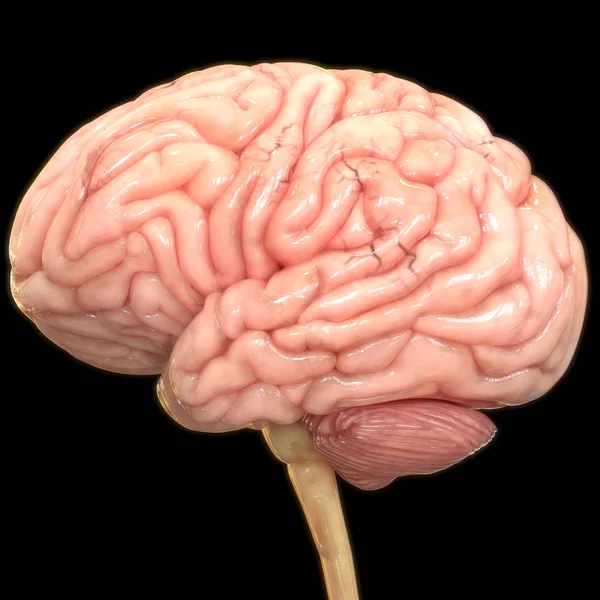 siyah arka plan üzerinde insan beyni dijital illüstrasyon