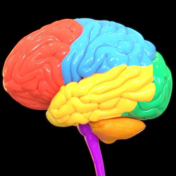 Ilustração Digital Cérebro Humano Sobre Fundo Preto — Fotografia de Stock