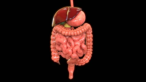 Ilustración Anatomía Del Sistema Digestivo Humano —  Fotos de Stock