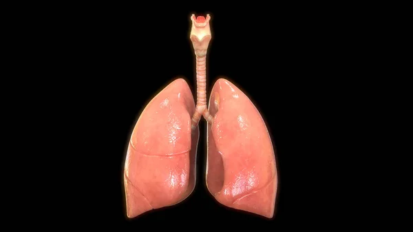 黑色背景上的人类肺数字插图 — 图库照片